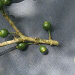 Eugenia stictopetala Fruit