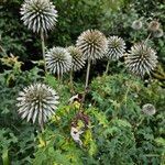 Echinops sphaerocephalus 整株植物