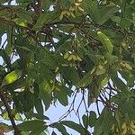 Acer oblongum Fruit