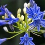 Agapanthus coddii फूल