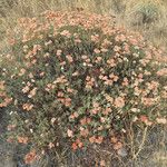 Eriogonum arborescens Hábitos