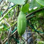 Coccinia grandis Fruit