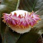 Couroupita guianensis Flower