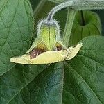 Physalis pubescens 花