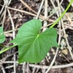 Ipomoea violacea 葉