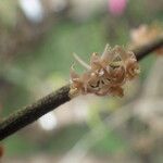 Tridactyle filifolia Floro