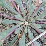Eriogonum pyrolifolium ഇല