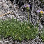 Erigeron elegantulus Habitat