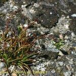 Luzula spicata Habitus