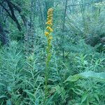 Solidago uliginosa Natur