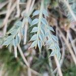 Astragalus mucronifolius
