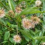 Cephalanthus occidentalis Кветка