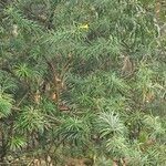 Cascabela thevetia ഇല