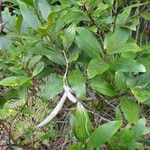 Alstonia lenormandii Habit