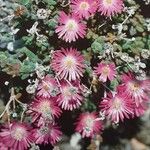 Delosperma brunnthaleri Кветка