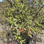 Gymnosporia putterlickioides Leaf