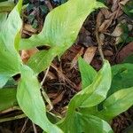 Syngonium auritum 葉