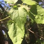 Croton megalobotrys Leaf