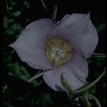 Calochortus macrocarpus Квітка