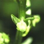 Platanthera sparsiflora Flower