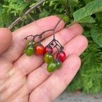 Solanum dulcamaraПлод