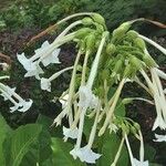 Nicotiana sylvestris 花