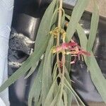 Tapinanthus cordifolius 花