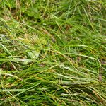 Carex frigida Habitus