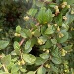 Cotoneaster franchetiiLeaf