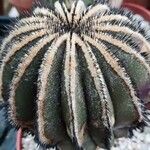 Uebelmannia pectinifera Hoja