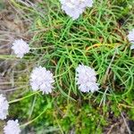 Armeria ruscinonensisFlower