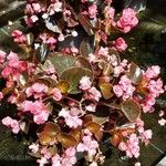 Begonia cucullata 整株植物