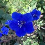 Phacelia campanularia Floro