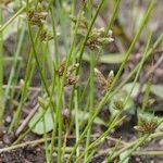 Schoenoplectiella supina Yeri