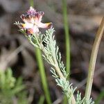 Platycapnos spicata Leaf