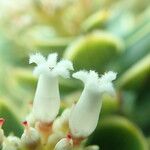 Cyathopsis albicans Floare