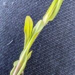 Valeriana eriocarpa Blad