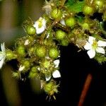 Chaetogastra longifolia Fruit