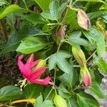Passiflora manicata पत्ता