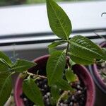 Persicaria odorata Blad