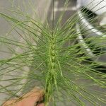 Equisetum telmateia Hoja
