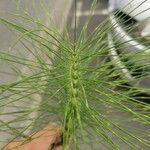 Equisetum telmateia Лист