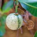 Voacanga thouarsii Fruit