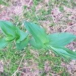 Epipactis purpurata Leaf