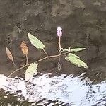 Persicaria amphibia Folio