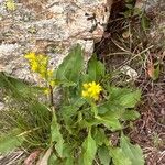 Solidago virgaureaFlor