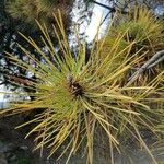 Pinus pinaster Blatt