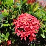 Ixora spp.花