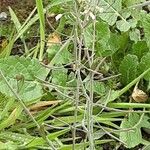 Arabidopsis thaliana Bark