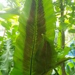 Asplenium nidus Fruit